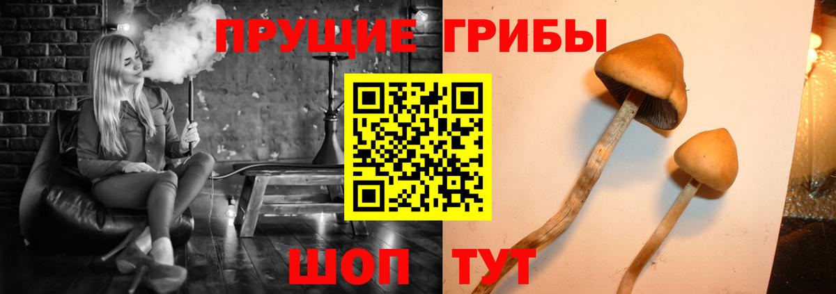 Псилоцибиновые грибы GOLDEN TEACHER Чита